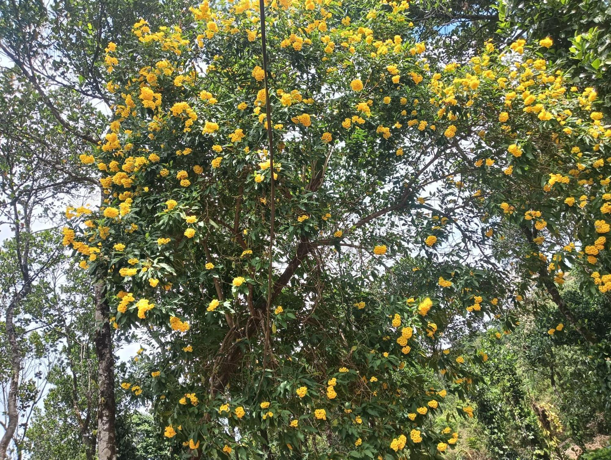 Tharayil Farm Stay Vagamon Ruang foto